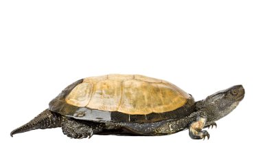Beyaz bir arka plan üzerinde izole kaplumbağa, bataklık