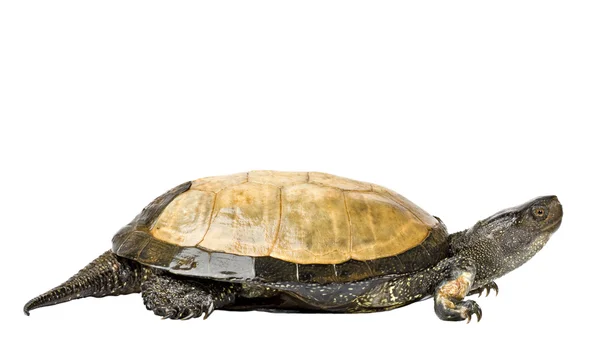 Bagno żółwia, na białym tle na białym tle — Zdjęcie stockowe