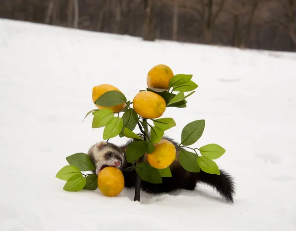 Ferret eats a lemon