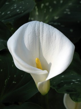 calla-zambak