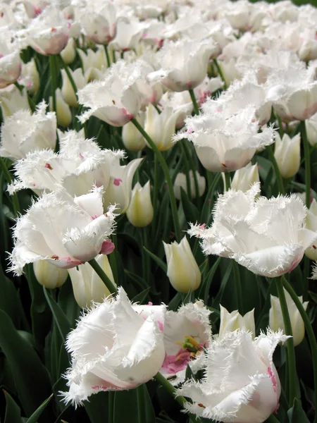 stock image Tulips