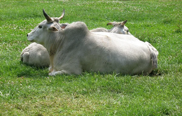 Sığırlar — Stok fotoğraf