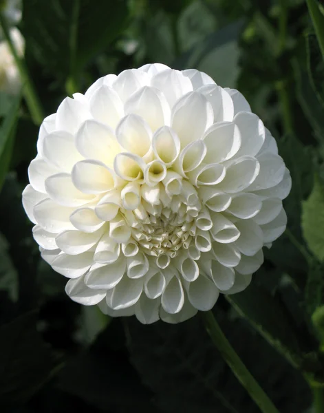 Stock image Dahlia