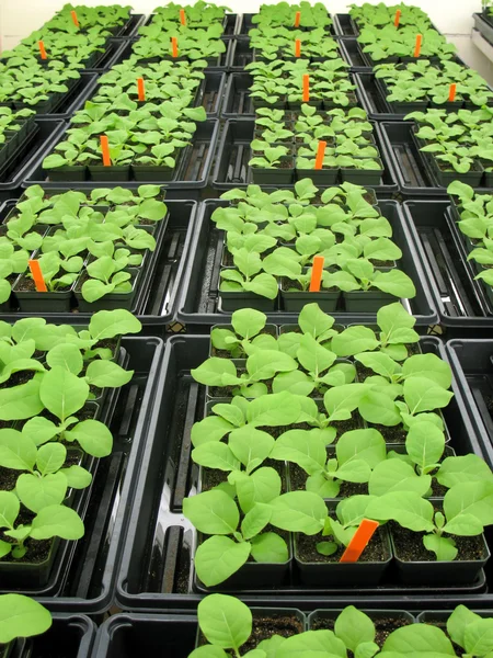 Üvegházhatást okozó növények — Stock Fotó