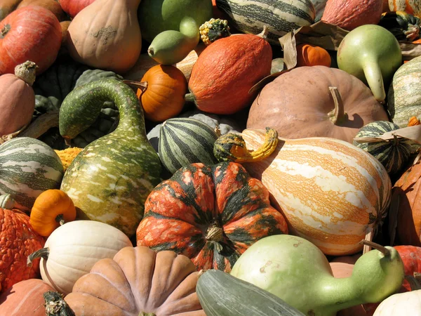 Pumpkins and gourds — Stock Photo, Image
