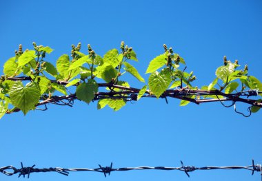 Barbed wires