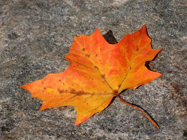 Foglia in autunno — Foto Stock