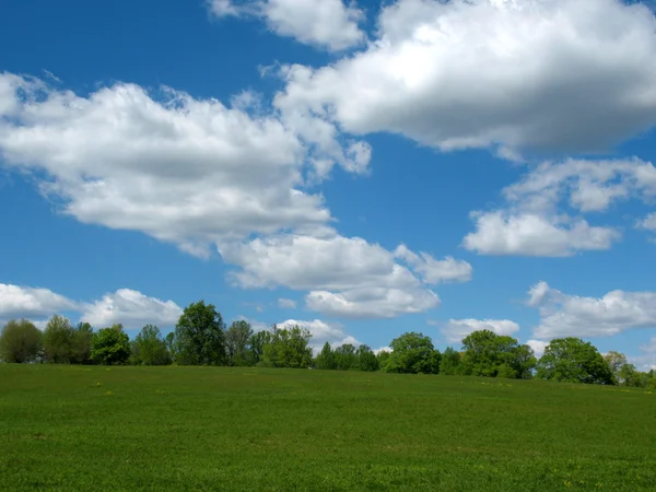 stock image Meadow