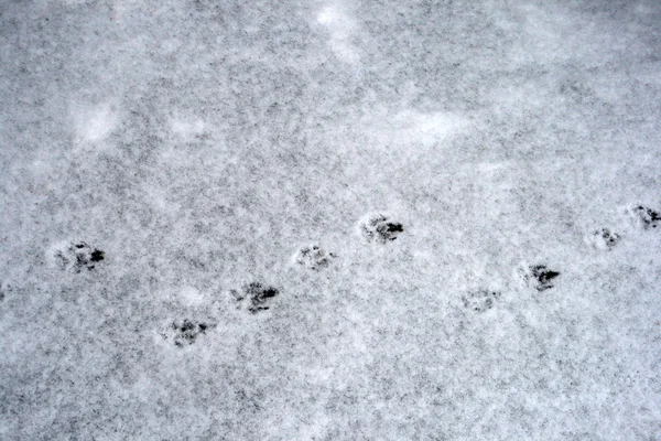 Dog tracks on snow