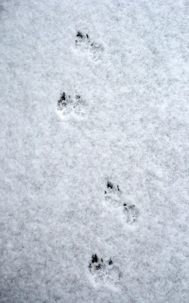 Stock image Dog tracks on snow