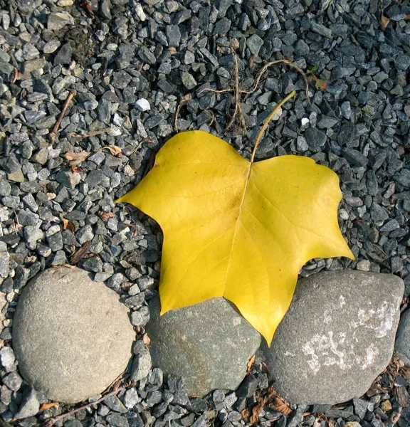 Bladeren in de herfst — Stockfoto