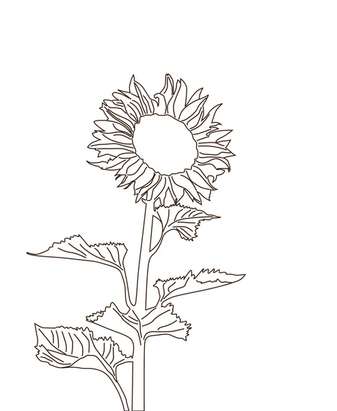 Sonnenblumensilhouette — Stockvektor
