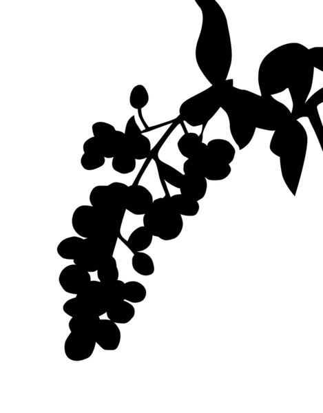 Berry branch silhouet — Stockvector