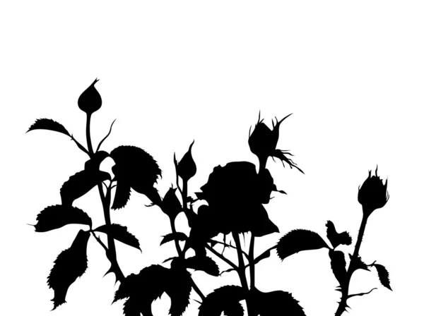 Silhouette Roses Élément Pour Votre Design — Image vectorielle