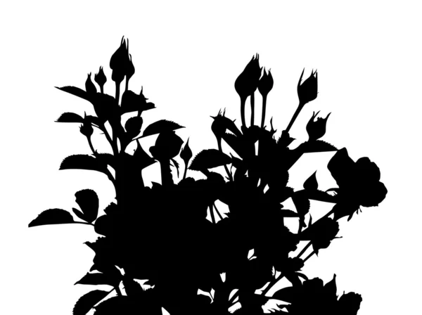 Silhouette roses — Image vectorielle