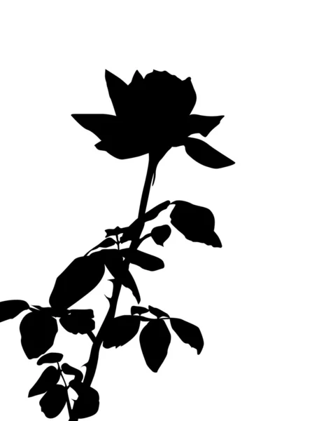 Růže Silueta Prvek Pro Návrh — Stockový vektor