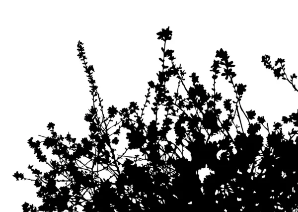 Silueta de ramas florales — Vector de stock