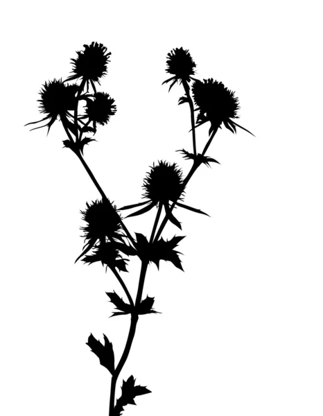 Květina silueta — Stockový vektor