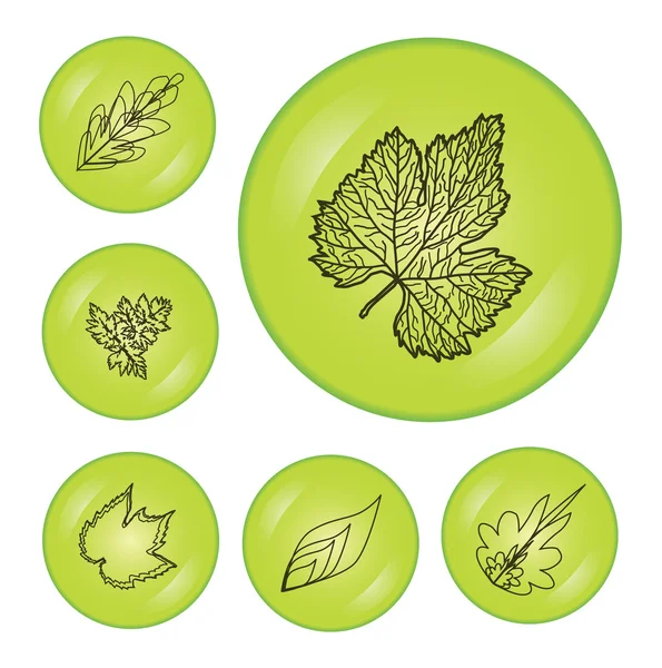 Boutons de feuilles — Image vectorielle
