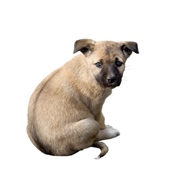 Puppy geïsoleerd op wit — Stockfoto