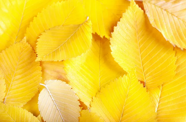 Amarelo olmo folhas fundo — Fotografia de Stock