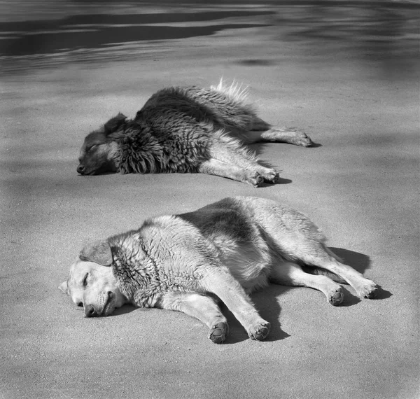 stock image Homeless dogs