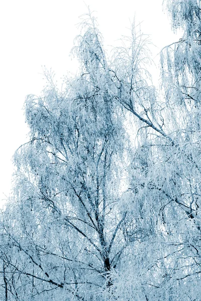 Vinterträd täckta med snö — Stockfoto