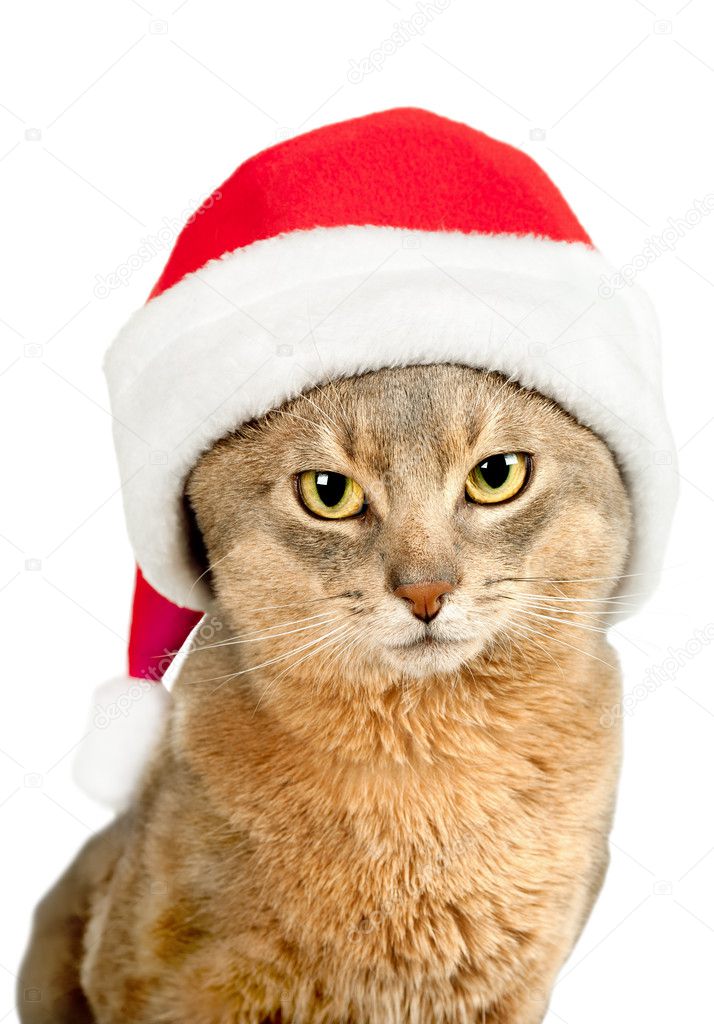Cat in Santa Claus red hat