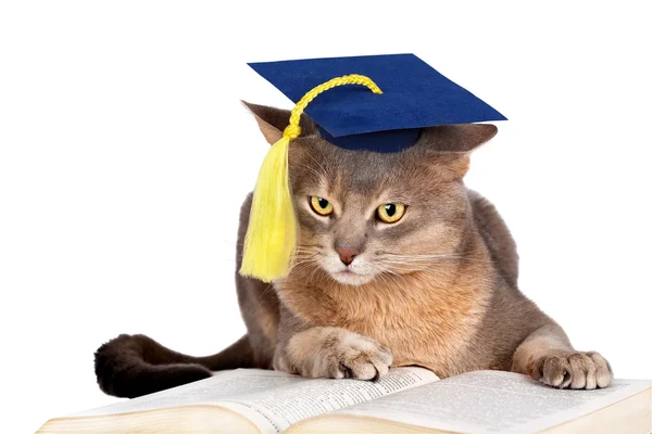 Кіт у випускній кепці — стокове фото