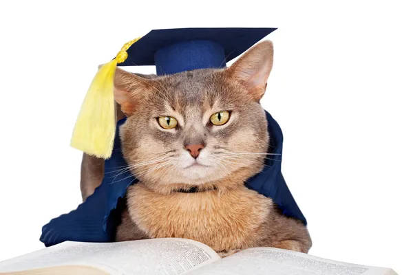 stock image Cat in graduation cap and gown