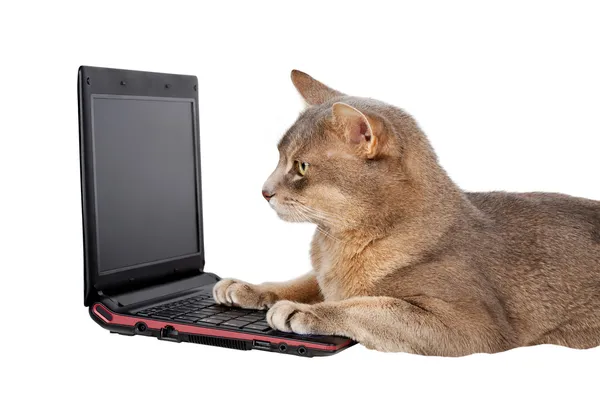 Kot przed laptopa na białym tle — Zdjęcie stockowe