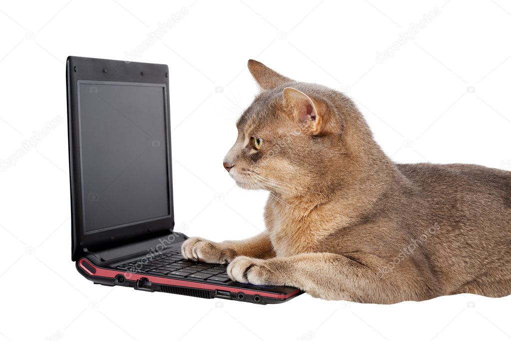 Cat in front of laptop isolated on white