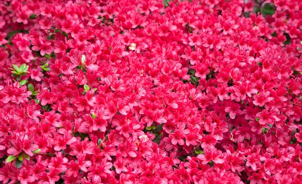 Fondo Texturizado Hermosas Flores Rojas Azalea —  Fotos de Stock
