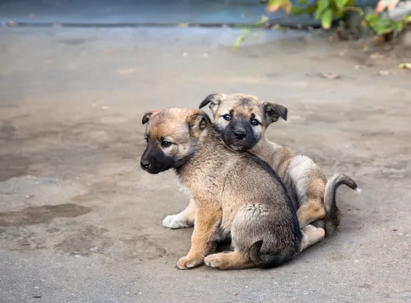 Twee dakloze puppies — Stockfoto