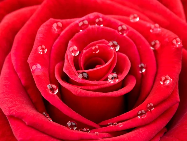 stock image Close-up of red rose petals with water drops