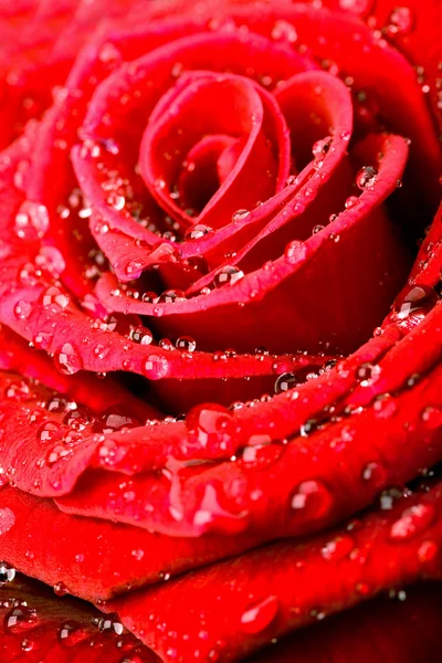 stock image Red rose with water drops