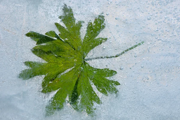 Green frozen leaf — Stock Photo, Image
