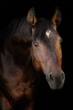 Bay horse in darkness clipart