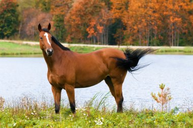 Bay horse in autumn