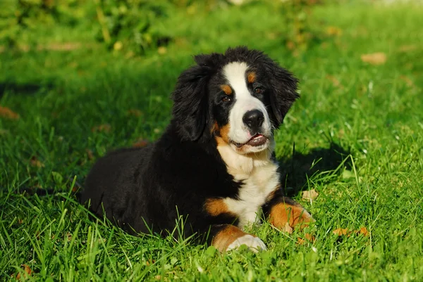 Retrato do cão pastor de Berna — Fotografia de Stock