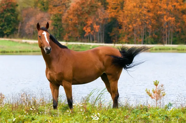 Bay häst i höst — Stockfoto