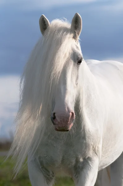 Bílý kůň hřebec portrét — Stock fotografie