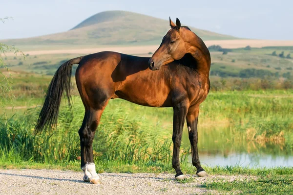 Gyllene akhal-teke häst — Stockfoto