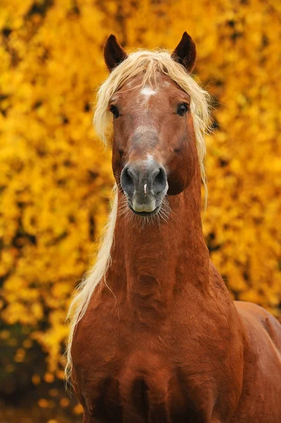 Portrait of chestnut horse in autumn — Stock Photo, Image
