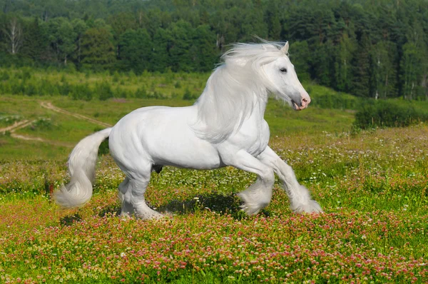 Cavalo branco corre galope no prado — Fotografia de Stock
