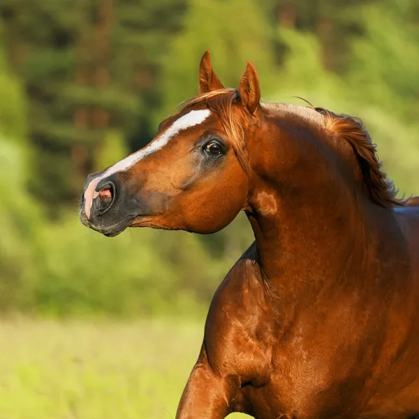 Kasztanowe koni arabskich w jesieni — Zdjęcie stockowe