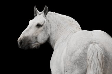 White horse stallion portrait isolated on black clipart