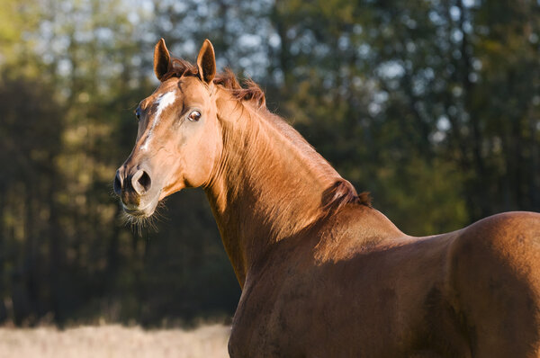 Don horse portrait in autumn
