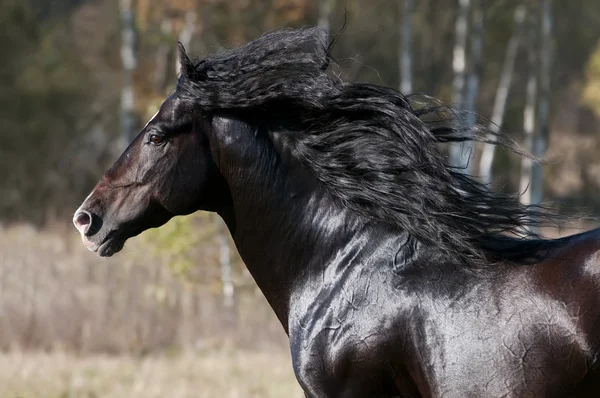 Лошадь бежит галопом — стоковое фото