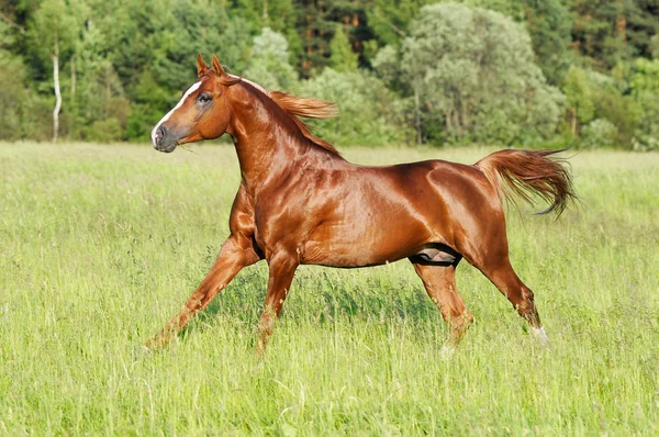 Каштановый конь скачет галопом — стоковое фото